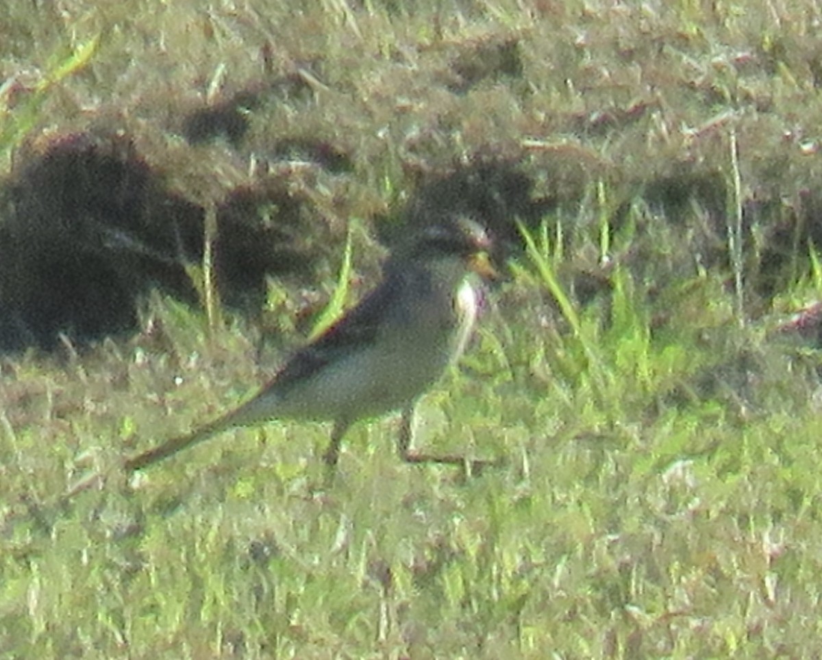 Eastern Yellow Wagtail - ML643921845