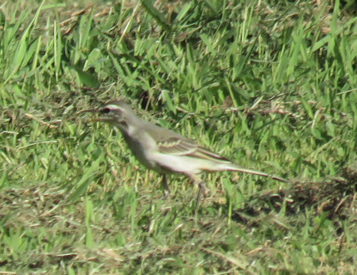 Eastern Yellow Wagtail - ML643921846