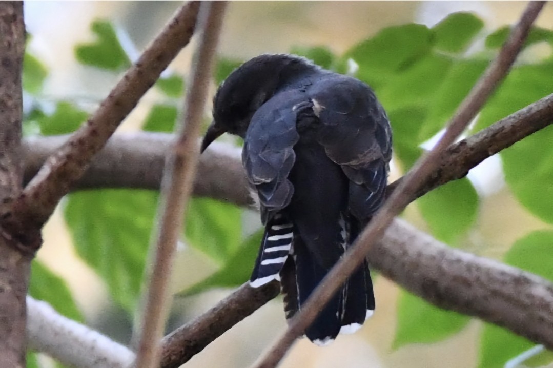 Gray-bellied Cuckoo - ML643921853