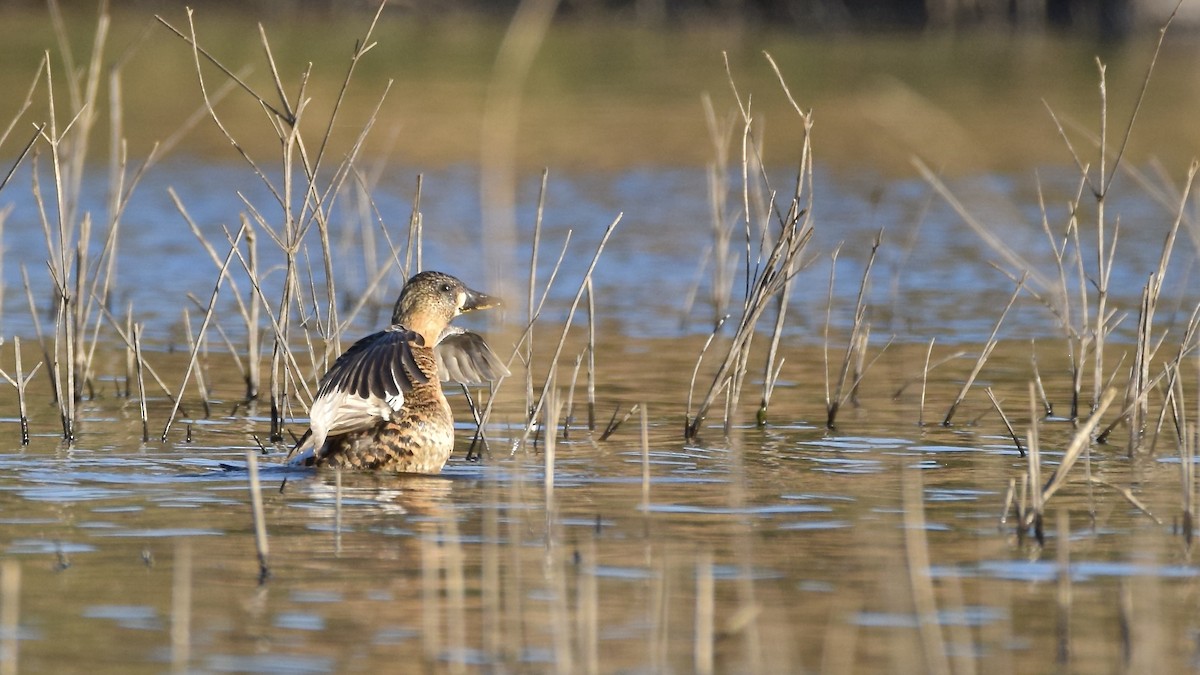 White-backed Duck - ML643921859