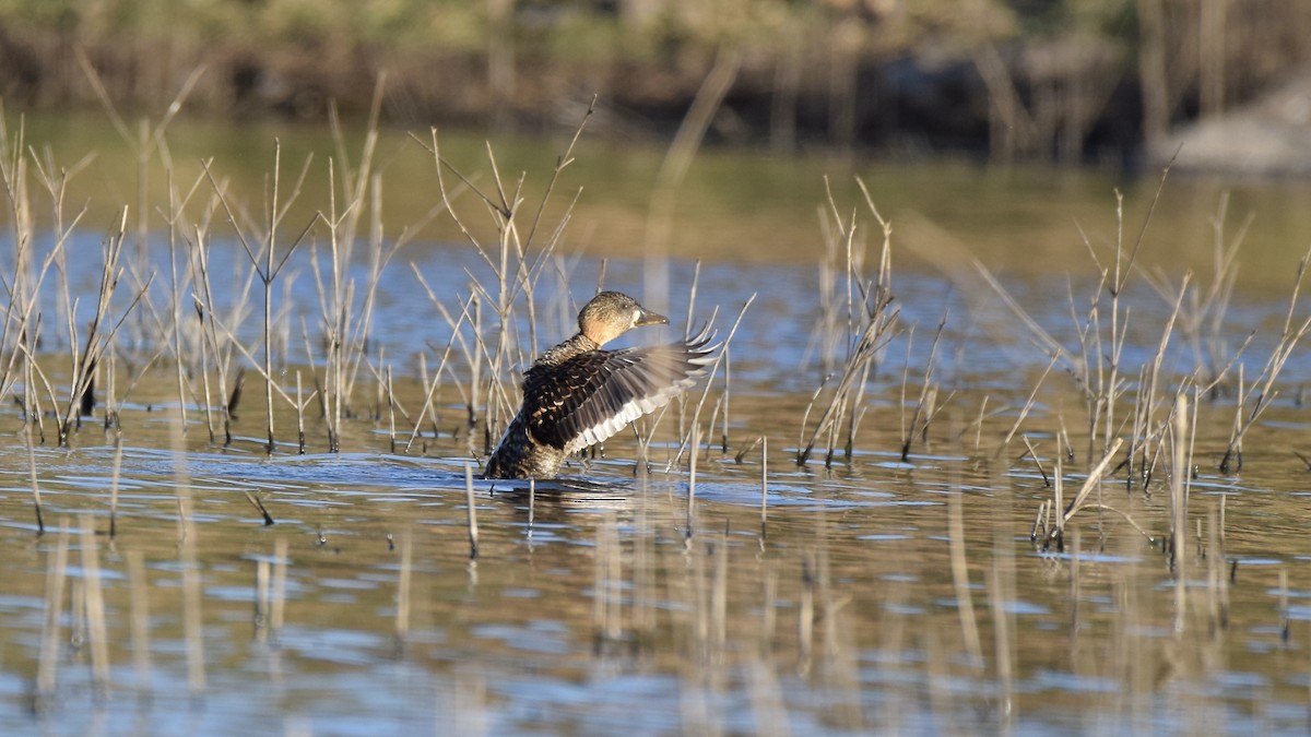 White-backed Duck - ML643921860