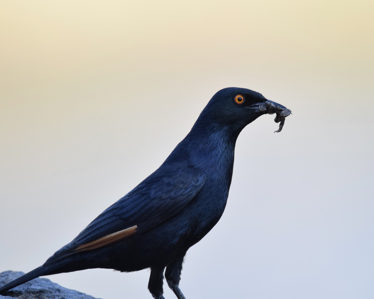 Pale-winged Starling - ML643921870