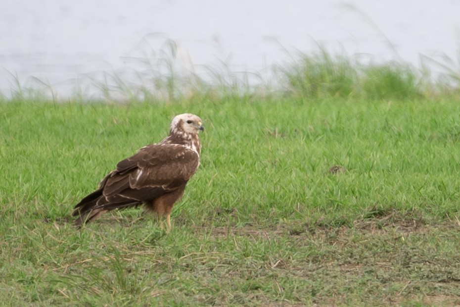 Eastern Marsh Harrier - ML643921881