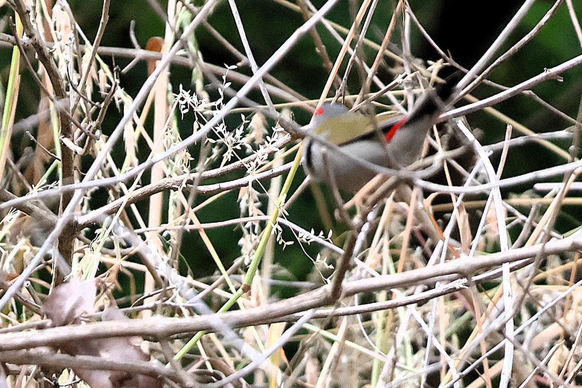 Red-browed Firetail - ML643921894