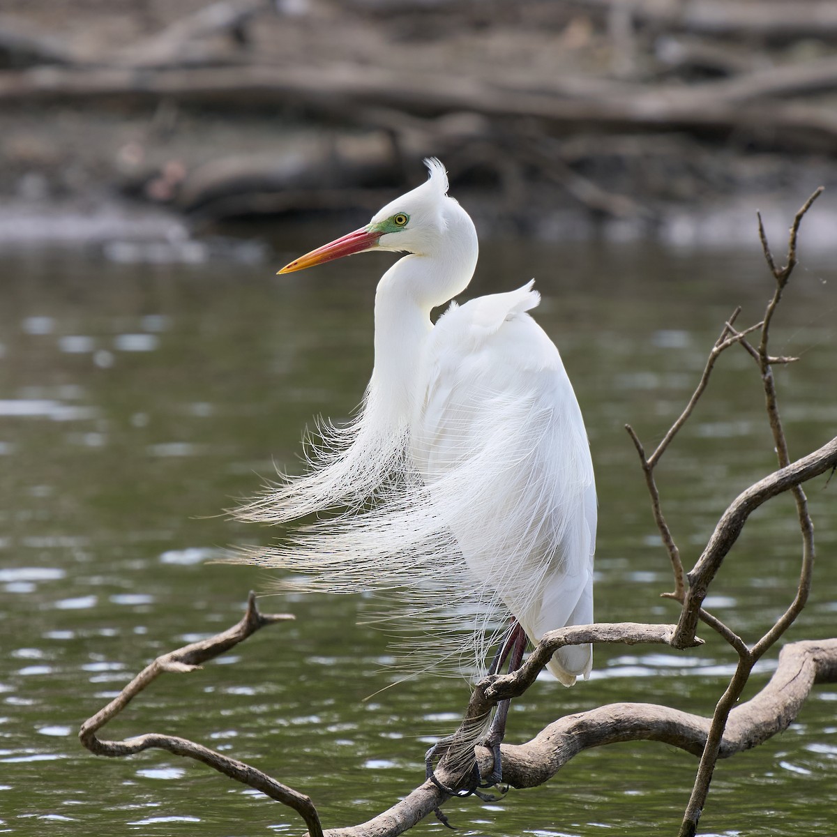 Plumed Egret - ML643921900