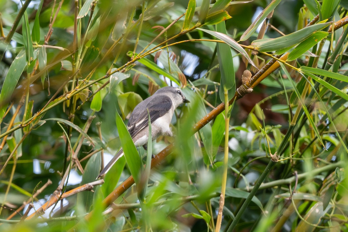 Brown-rumped Minivet - ML643921916