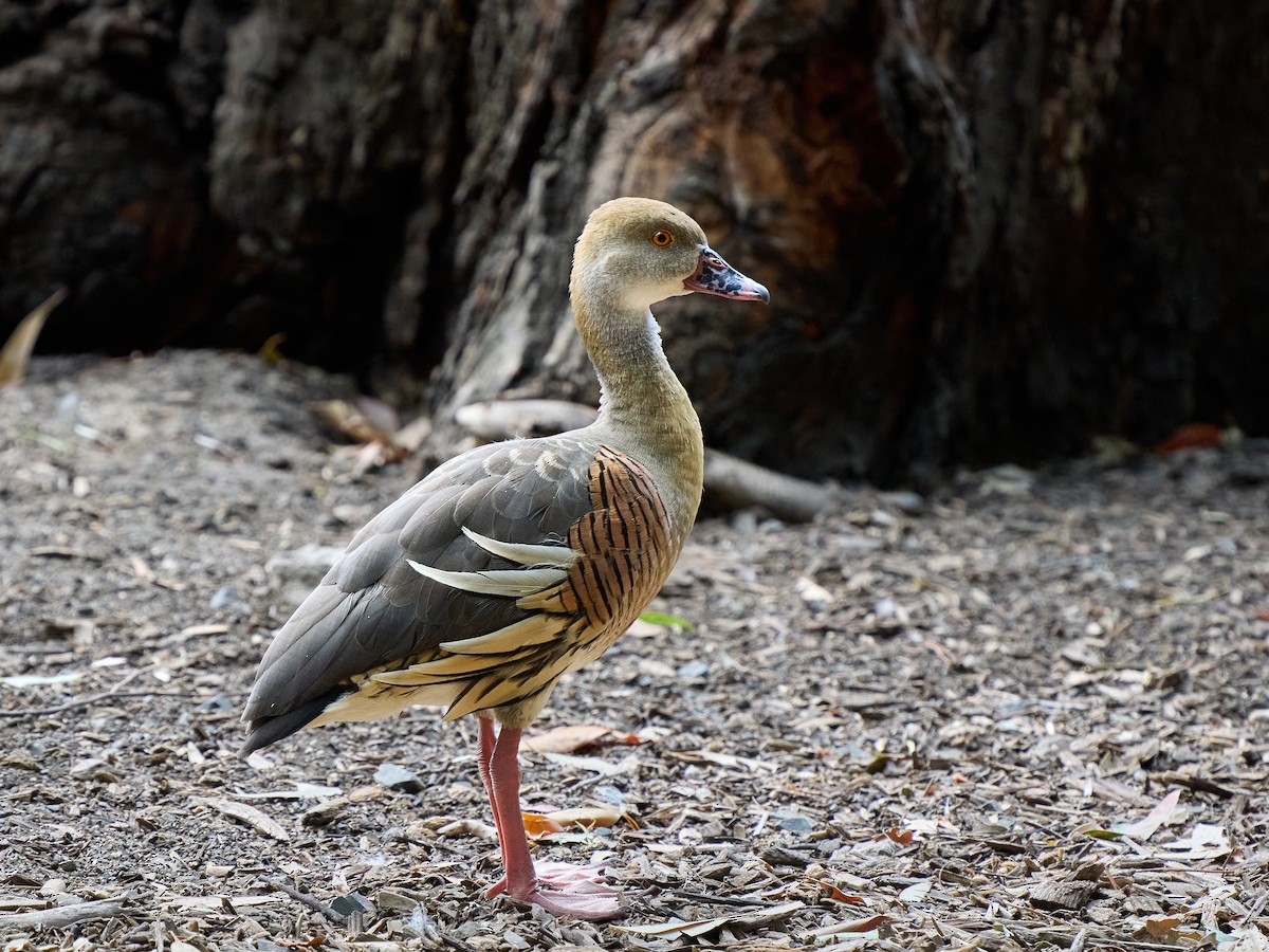 Plumed Whistling-Duck - ML643921919