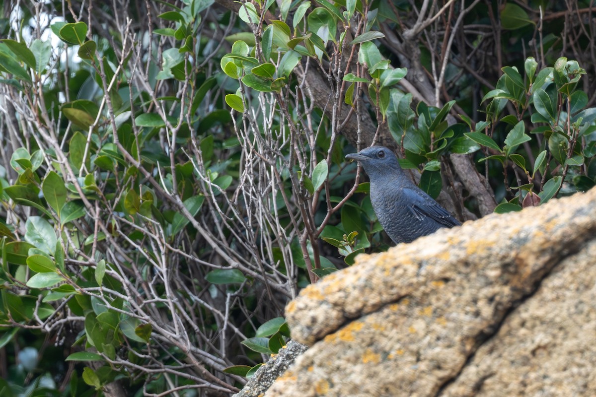 skalník modrý (ssp. pandoo) - ML643921922