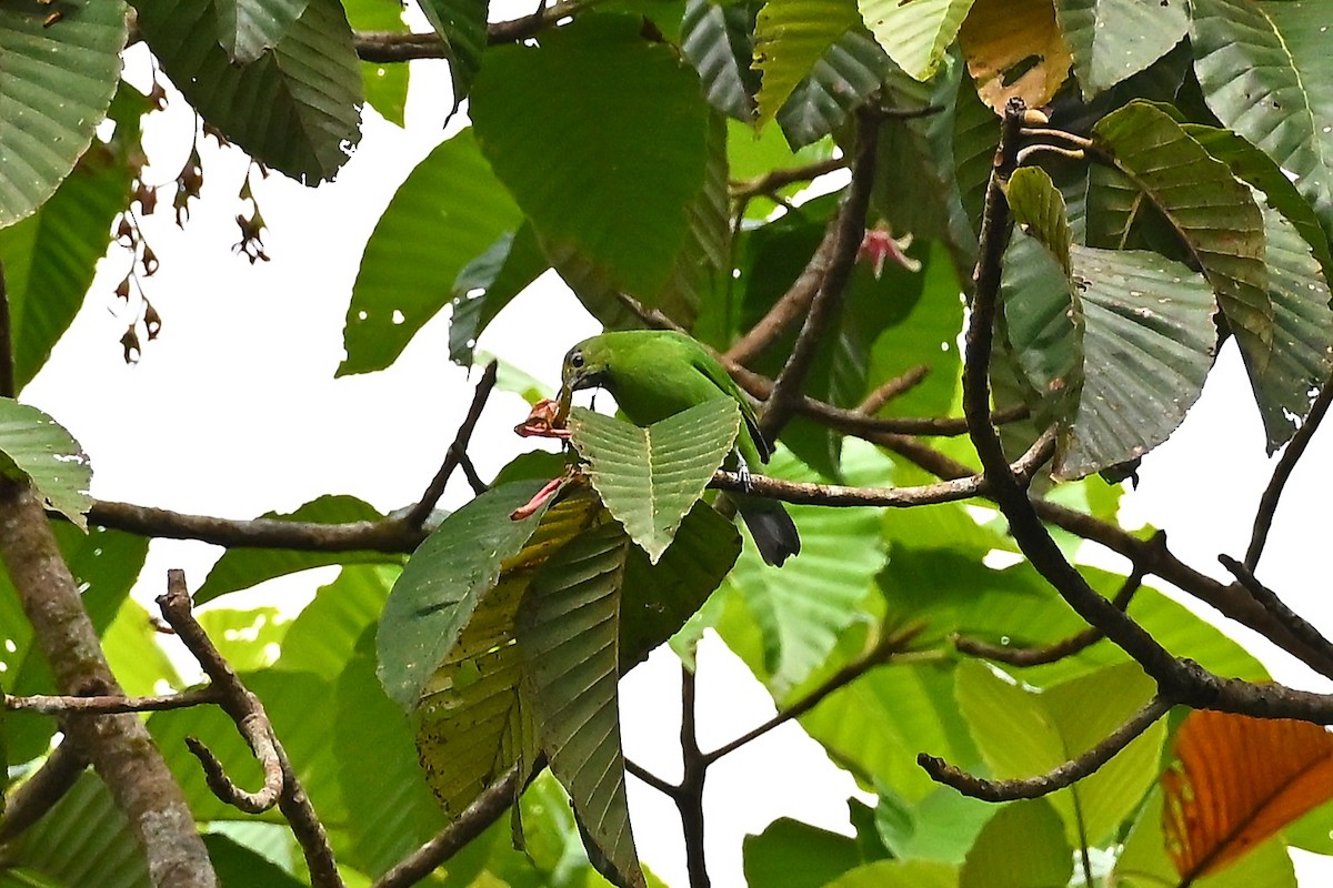 Jerdon's Leafbird - ML643921930