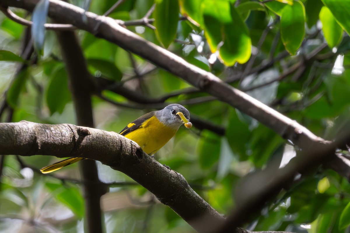 Minivet mandarin - ML643921932