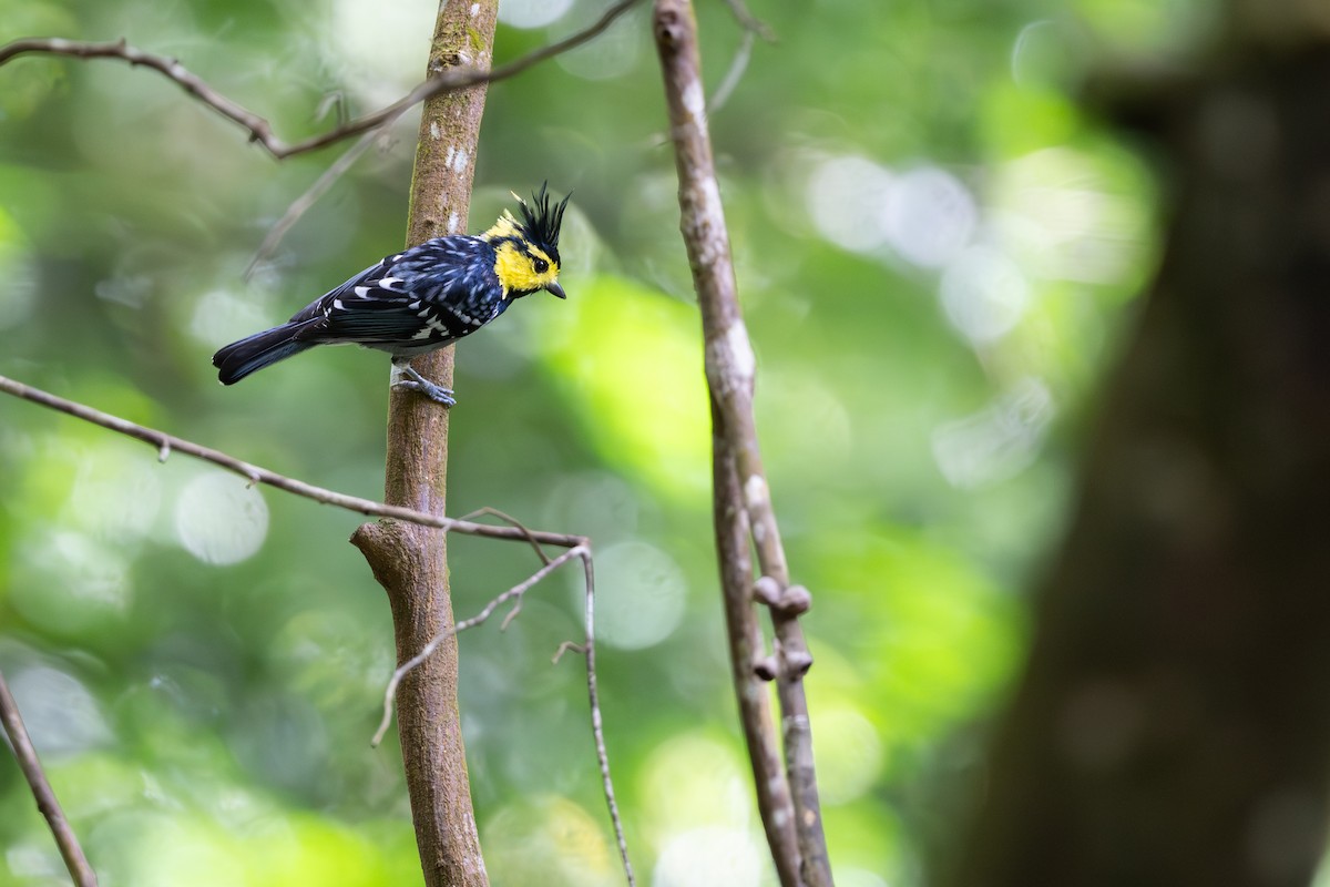 Yellow-cheeked Tit - ML643921950