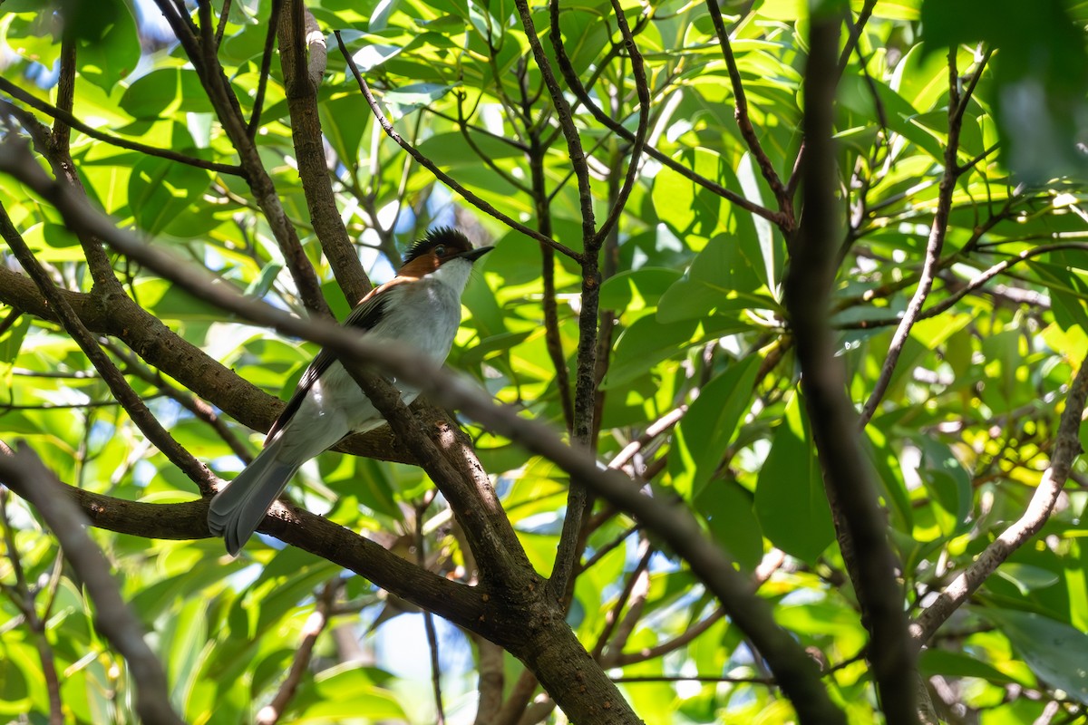 Chestnut Bulbul - ML643921953
