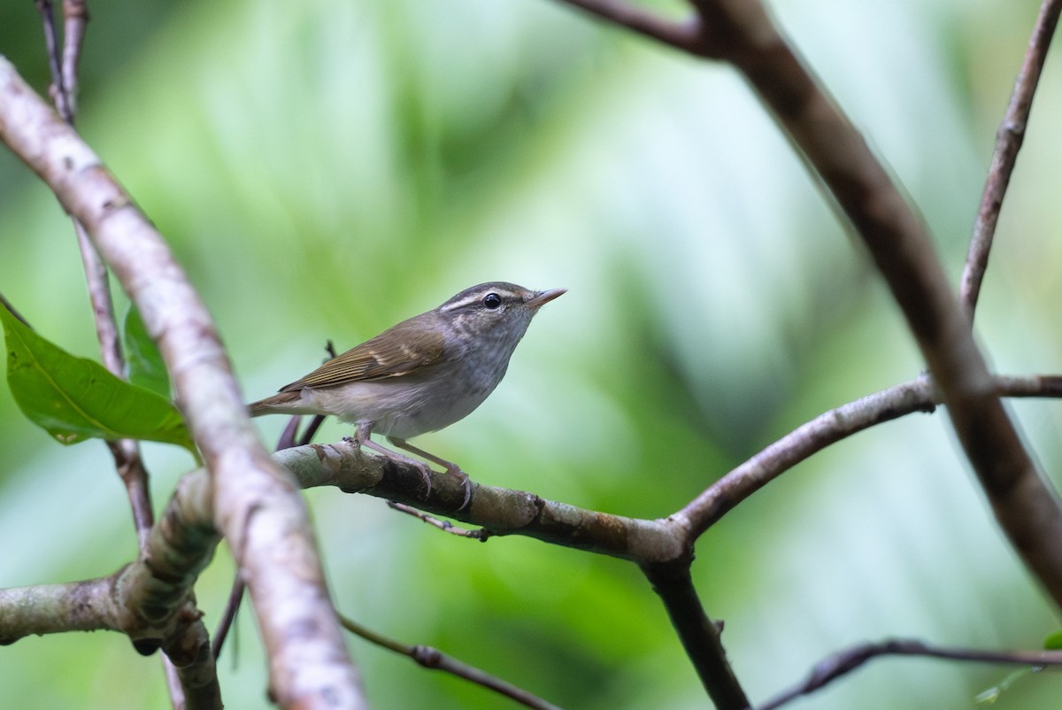 Sakhalin Leaf Warbler - ML643921960