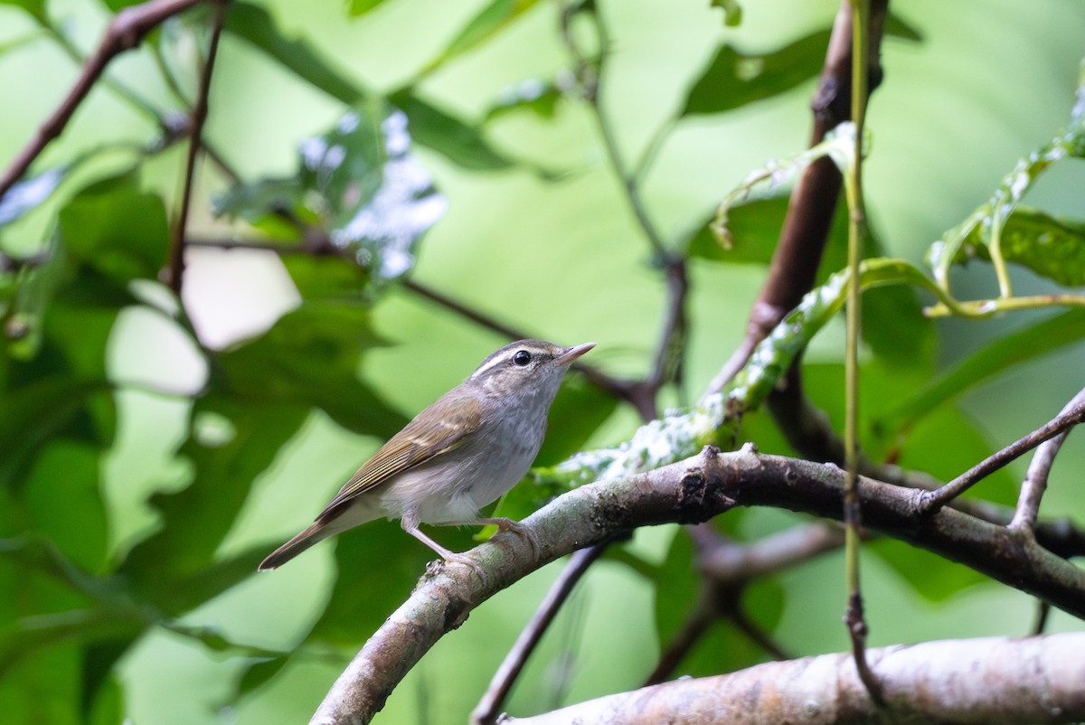 Sakhalin Leaf Warbler - ML643921961