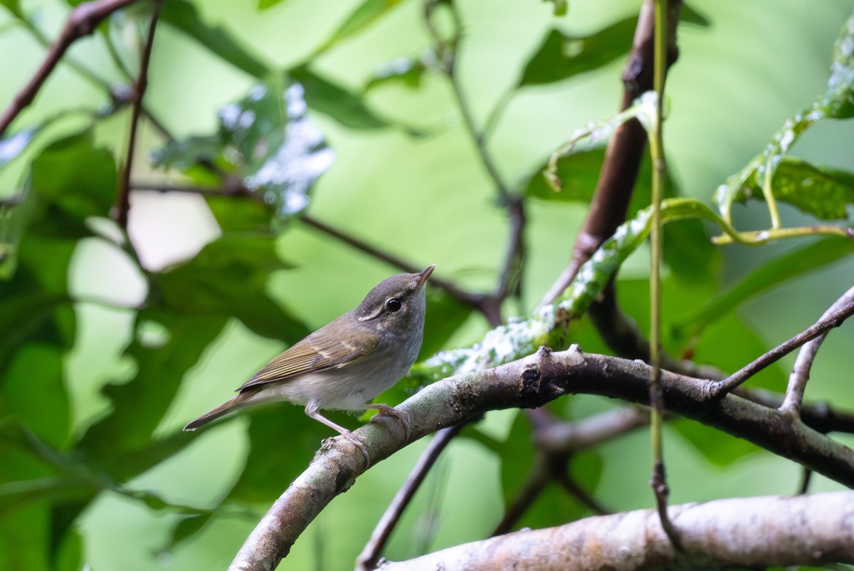 Sakhalin Leaf Warbler - ML643921962