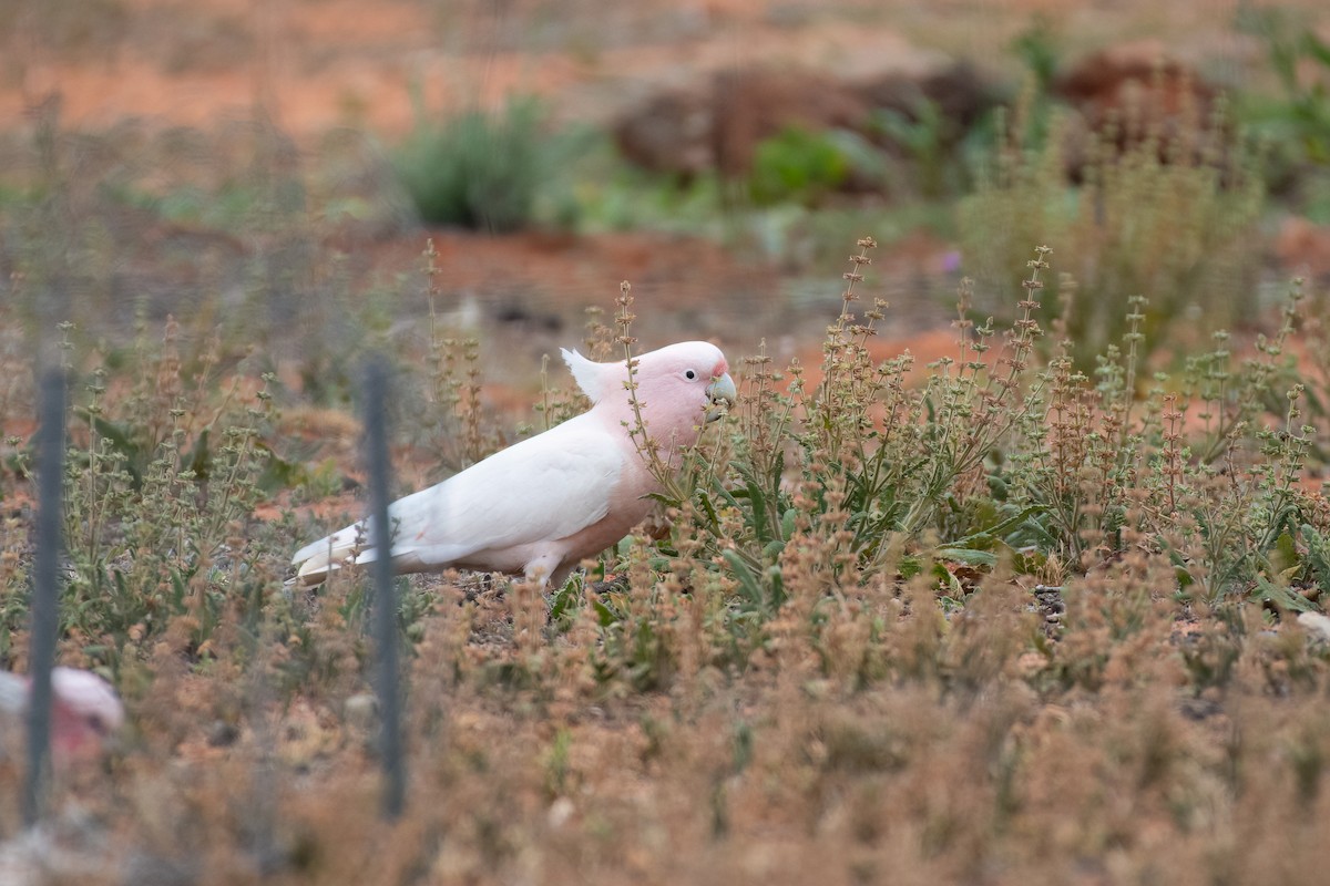 Pink Cockatoo - ML643921965
