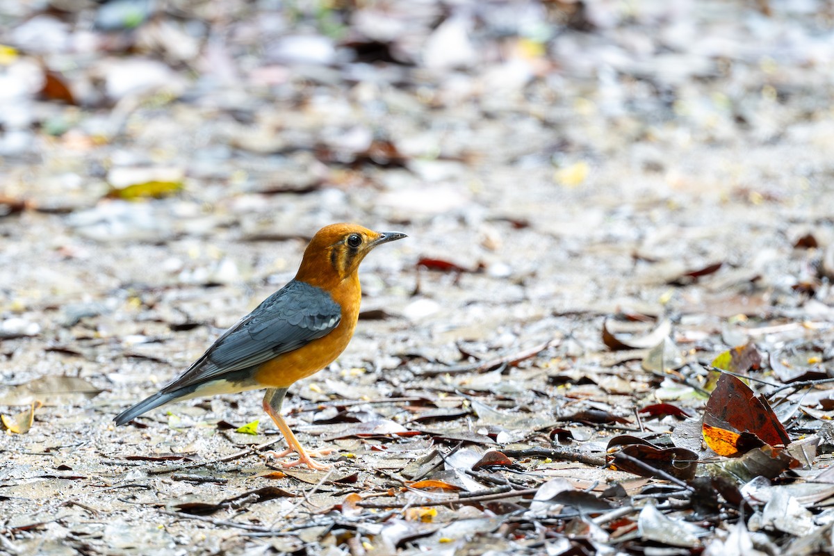Orange-headed Thrush - ML643921966