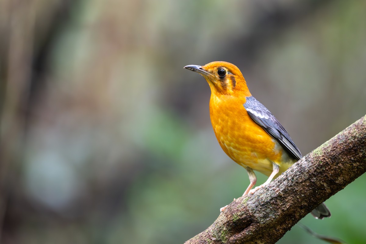 Orange-headed Thrush - ML643921967