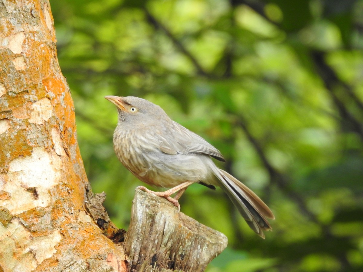 ツチイロヤブチメドリ - ML643921972