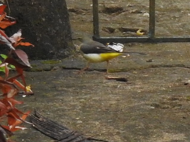 キセキレイ - ML643921989