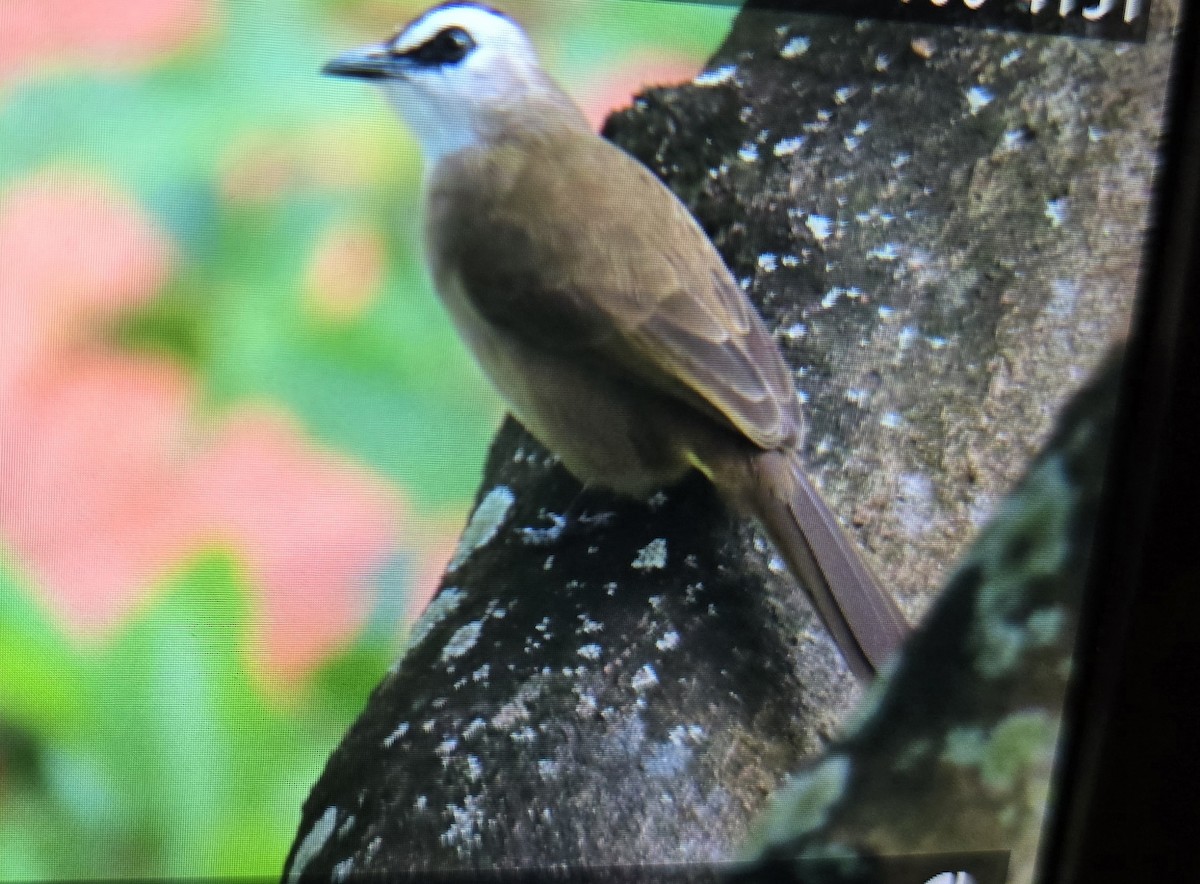 Yellow-vented Bulbul - ML643921992