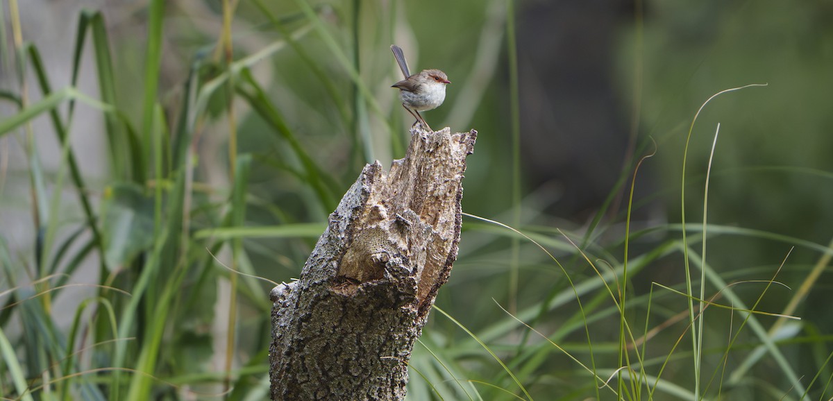 Superb Fairywren - ML643921997