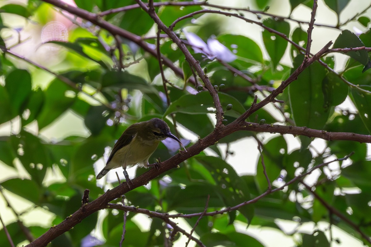Fork-tailed Sunbird - ML643921998