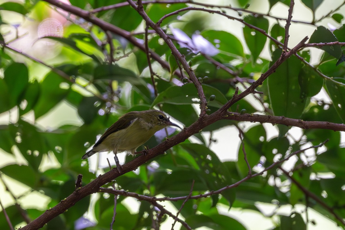 Fork-tailed Sunbird - ML643921999