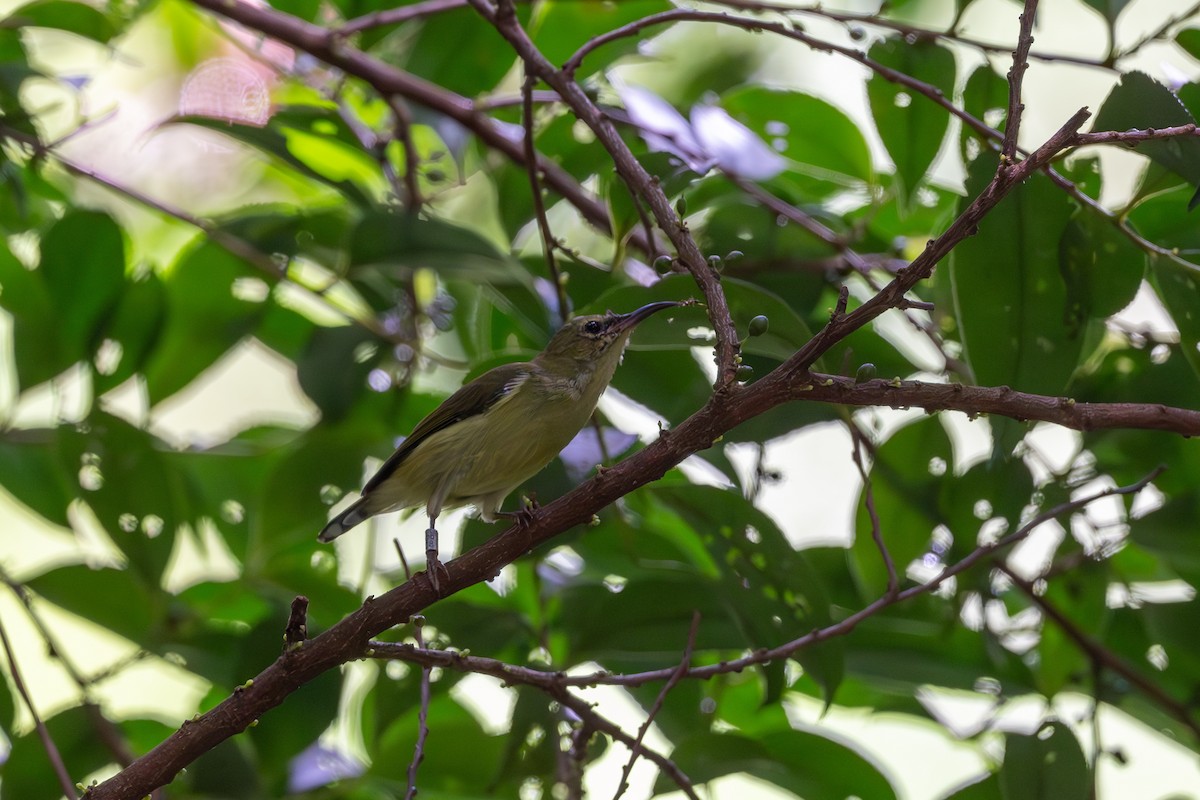 Fork-tailed Sunbird - ML643922000