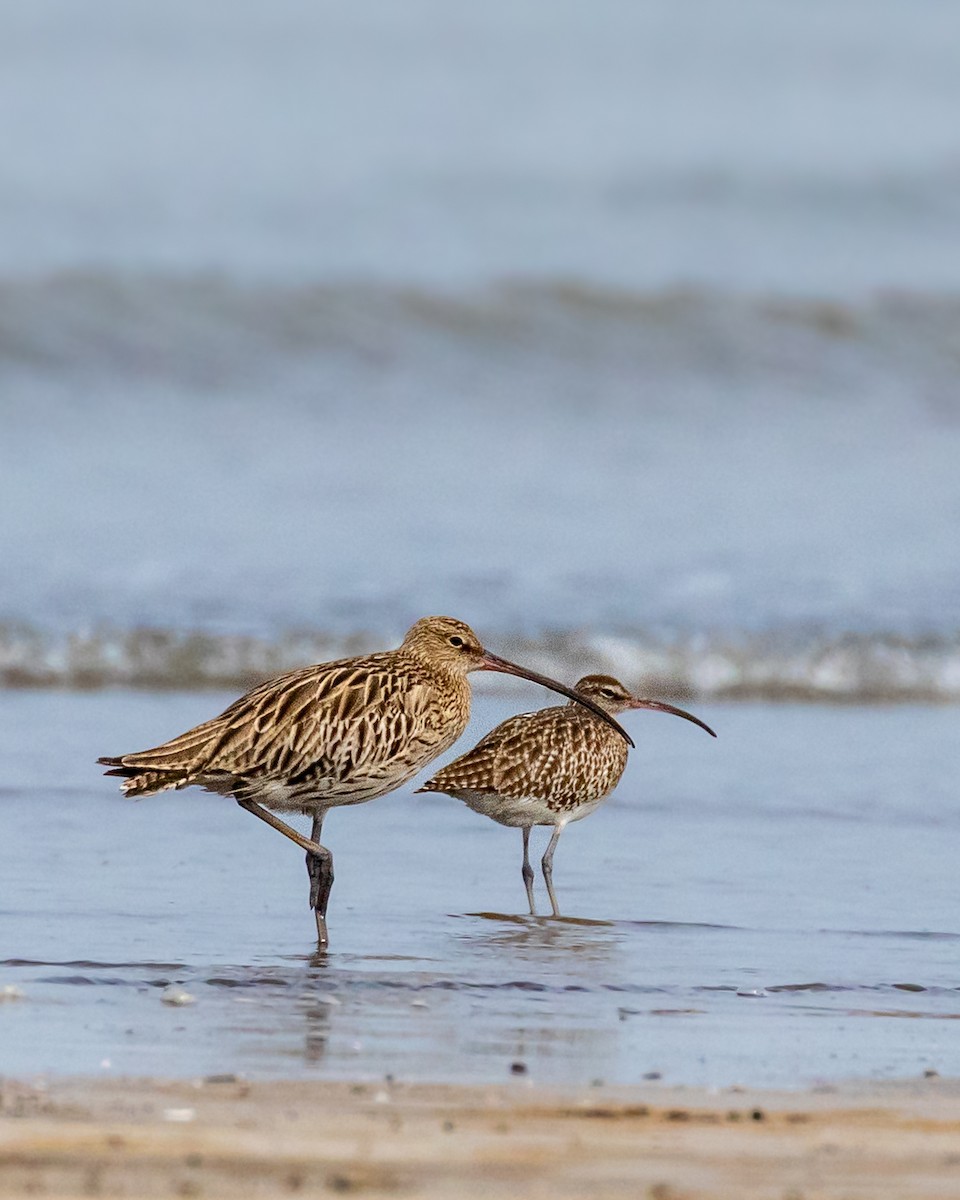 Eurasian Whimbrel - ML643922022