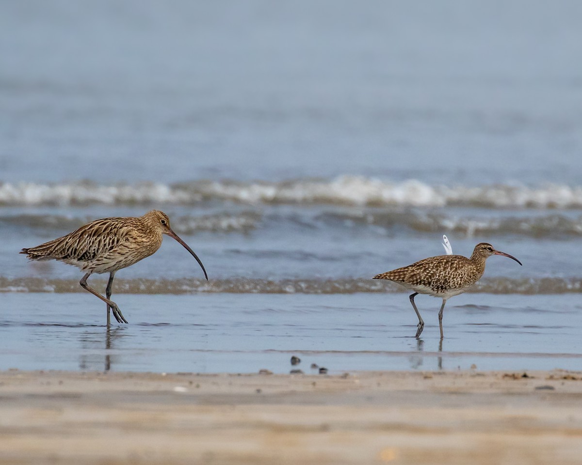 Eurasian Whimbrel - ML643922023