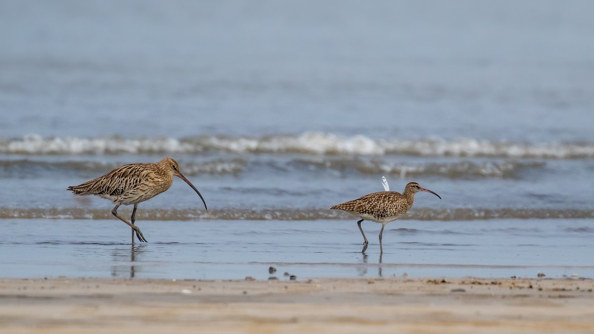 Eurasian Whimbrel - ML643922024