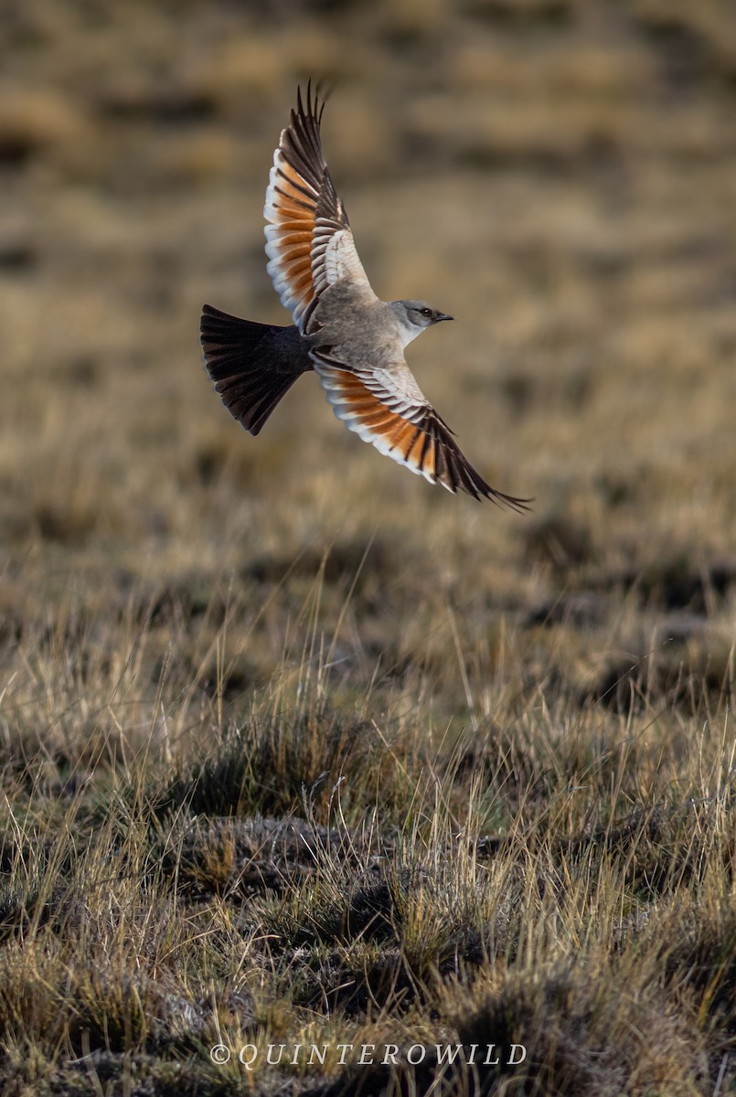 Chocolate-vented Tyrant - ML643922028