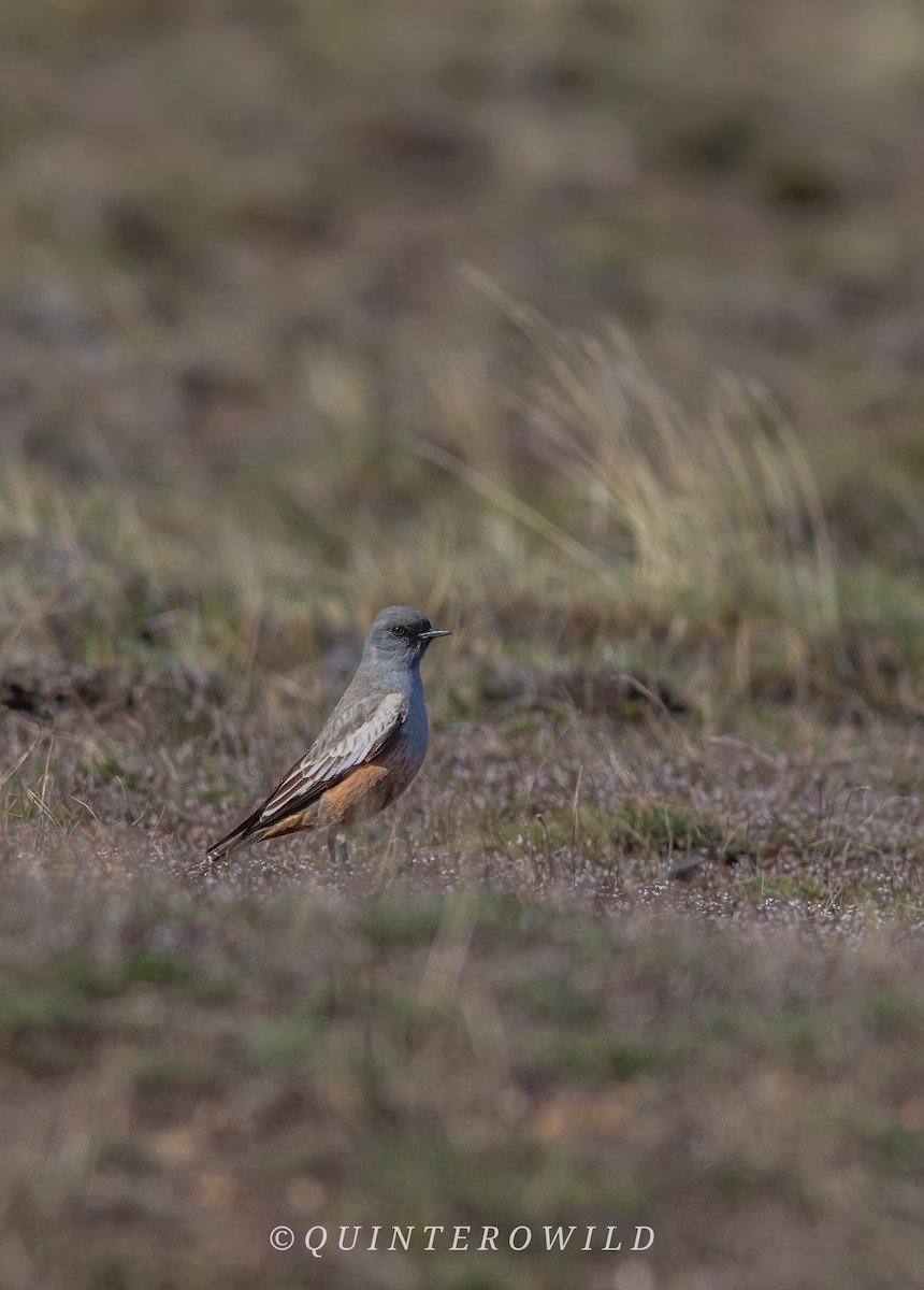 Chocolate-vented Tyrant - ML643922029