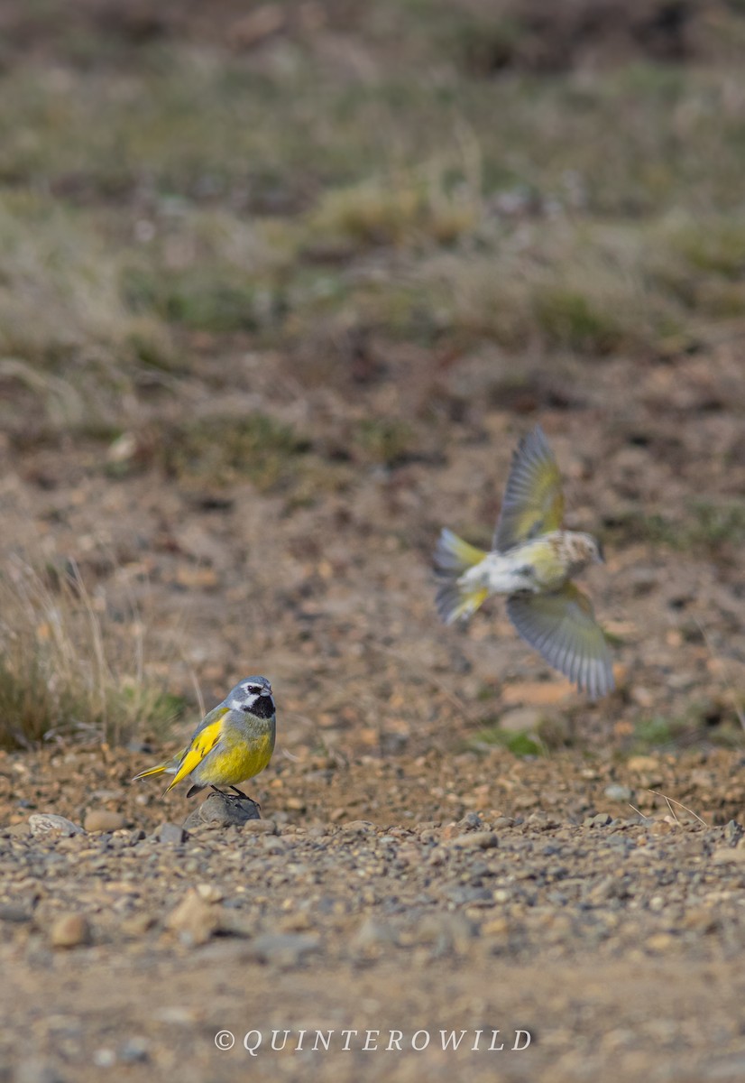 ノドグロシトド（princetoniana） - ML643922034