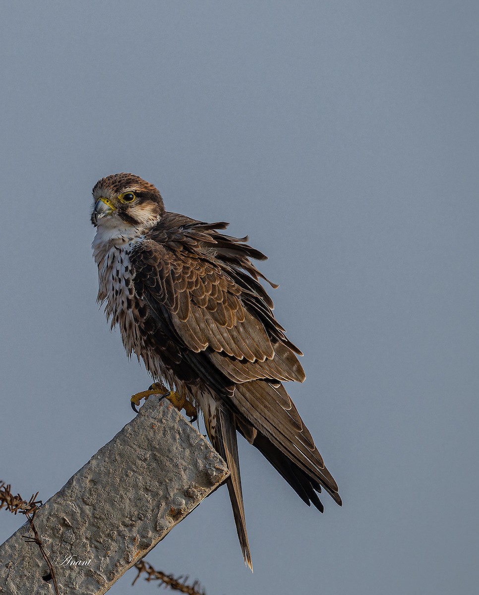 Falco laggar - ML643922043