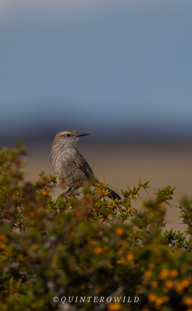 Band-tailed Earthcreeper - ML643922048