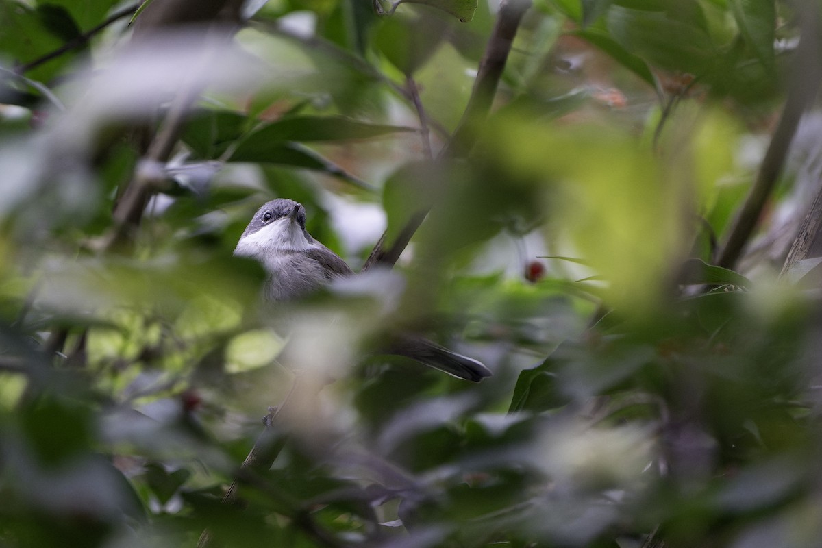 møller (curruca/blythi/halimodendri) - ML643922050