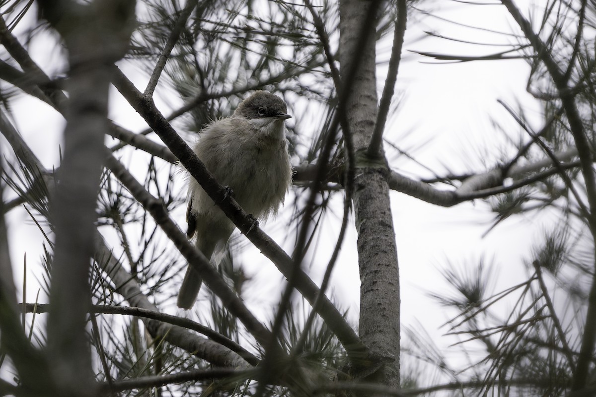 møller (curruca/blythi/halimodendri) - ML643922053