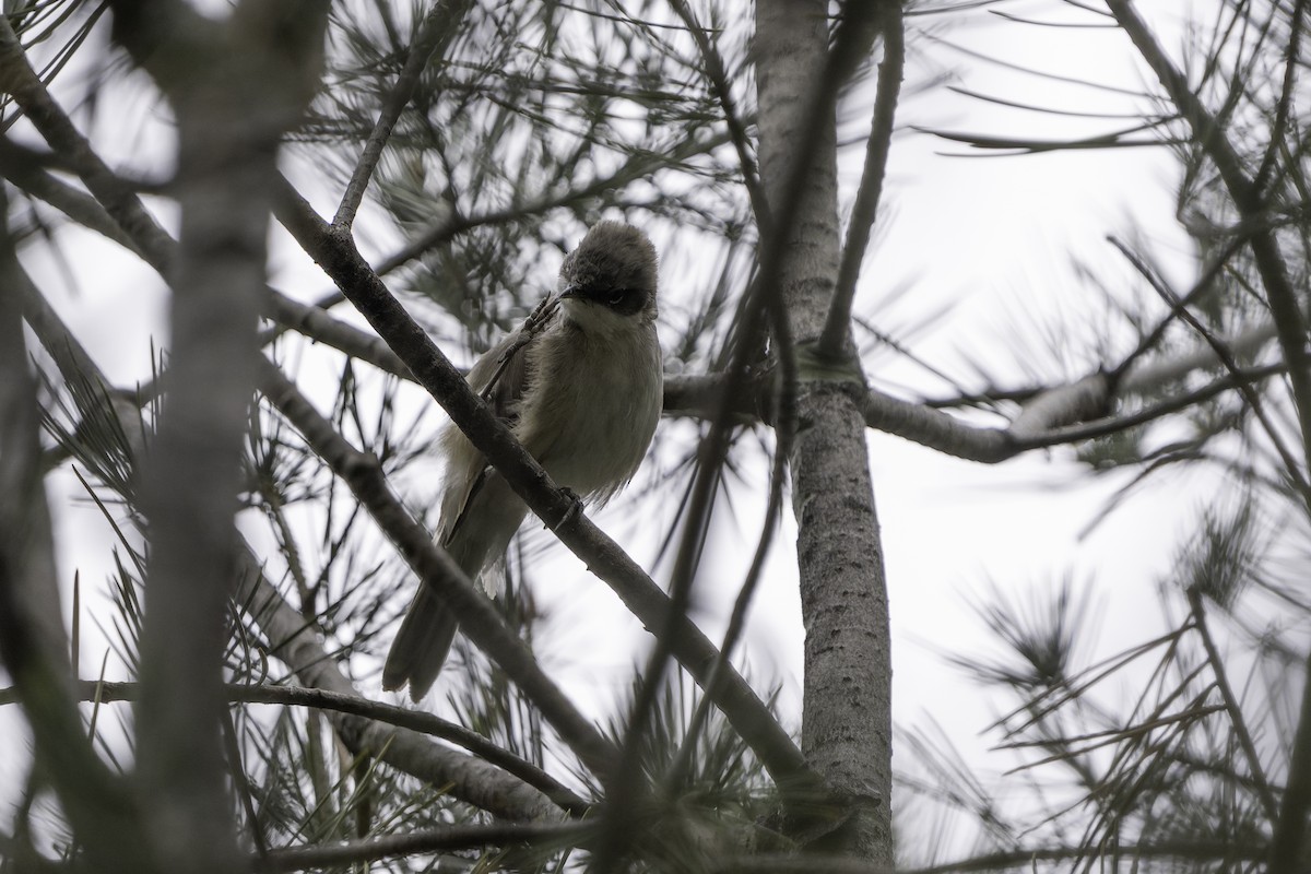 møller (curruca/blythi/halimodendri) - ML643922056