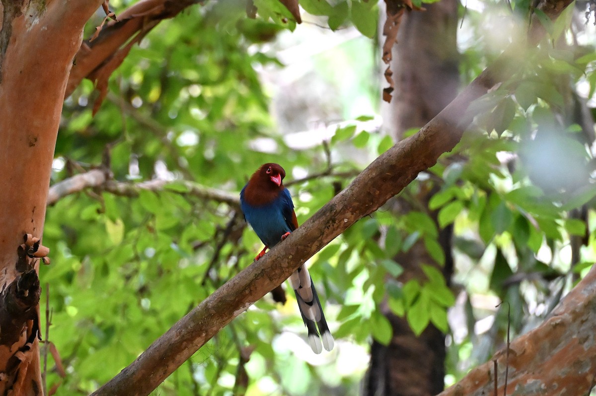 セイロンサンジャク - ML643922068