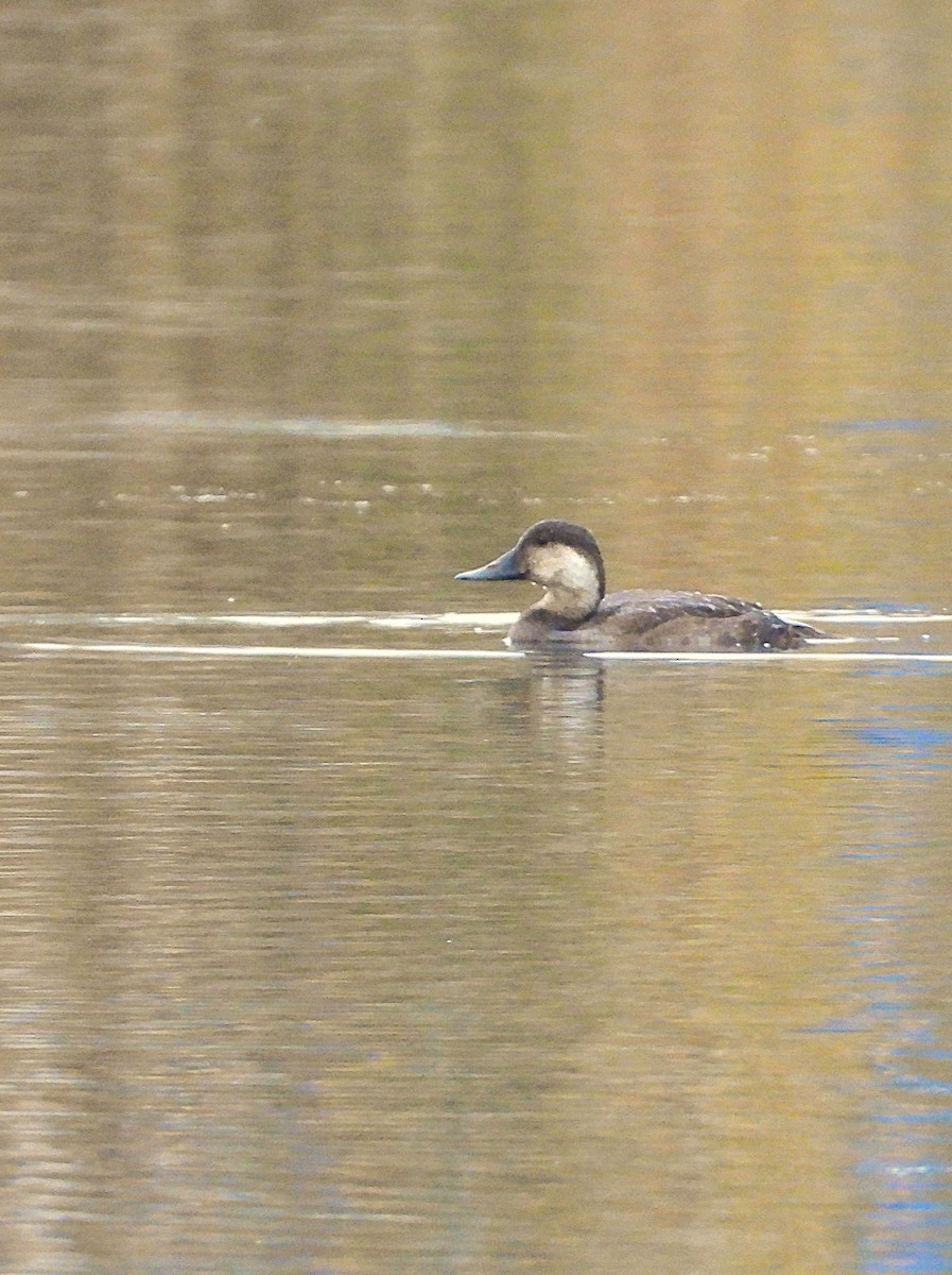 Common Scoter - ML643922097