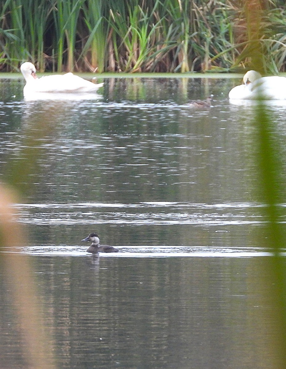 Common Scoter - ML643922098