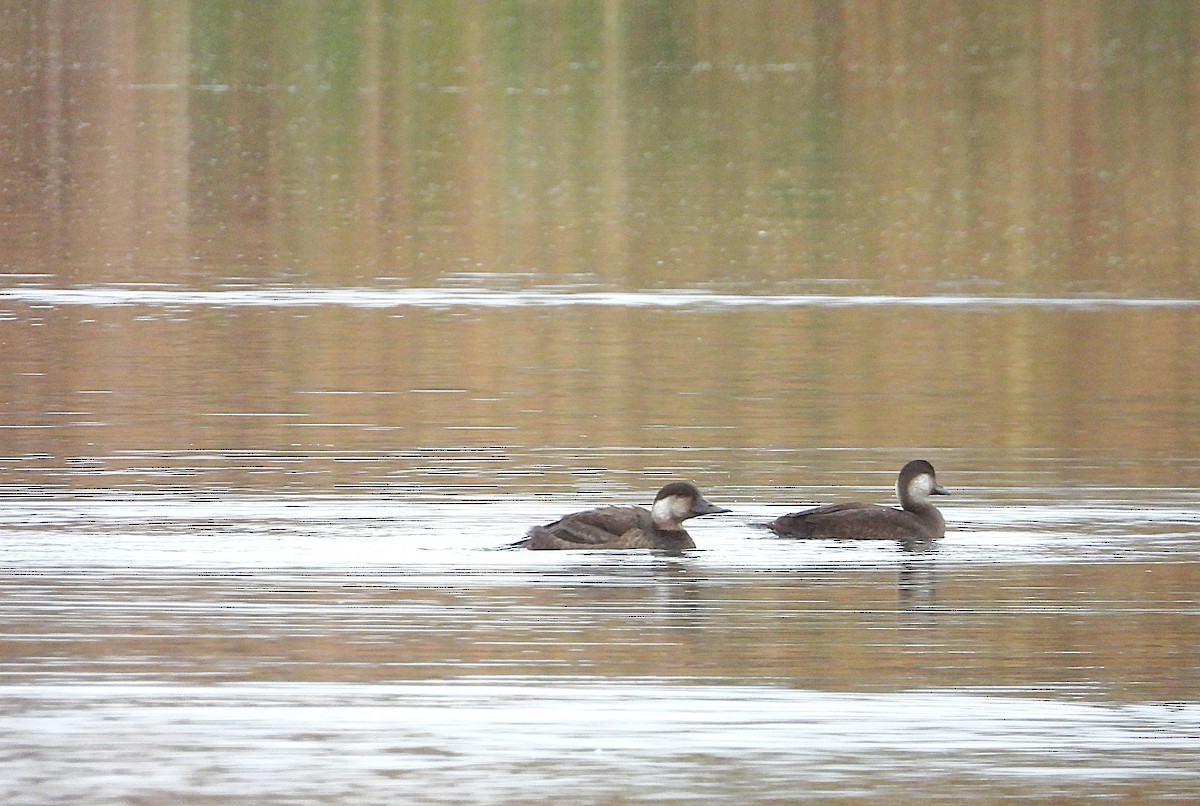 Common Scoter - ML643922099
