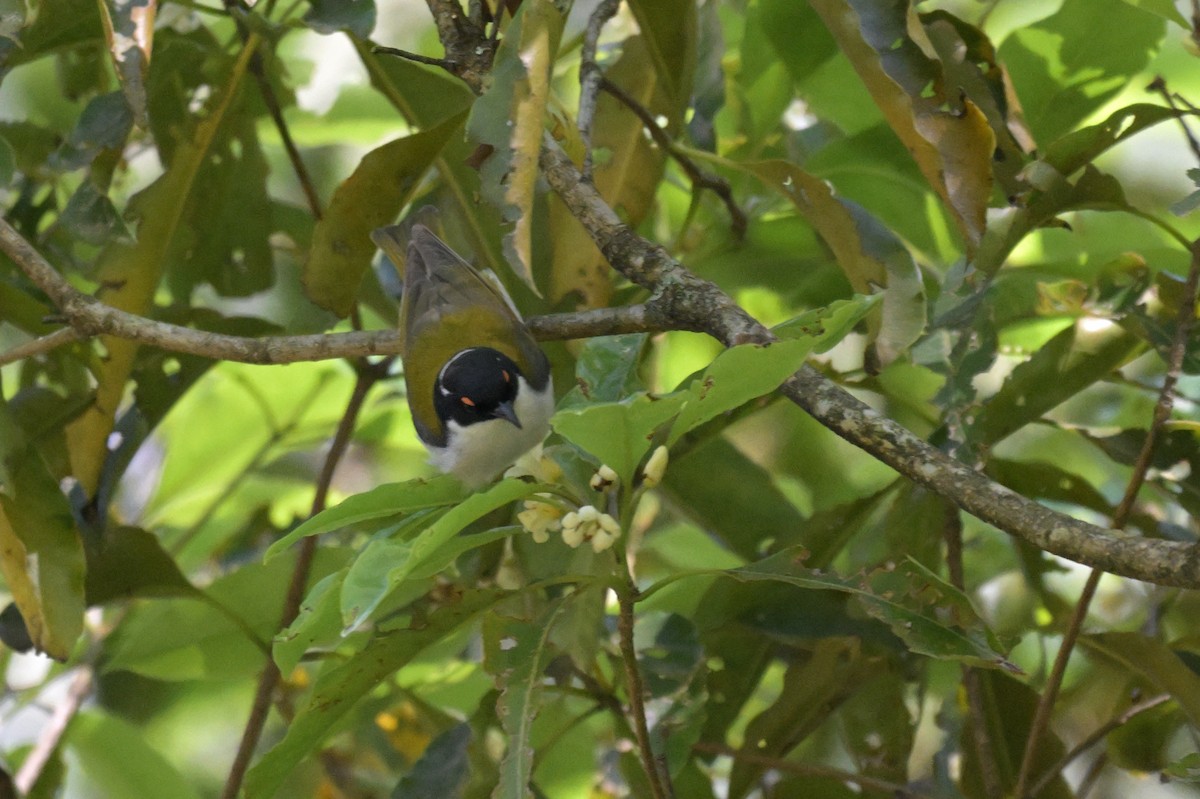 White-naped Honeyeater - ML643922105