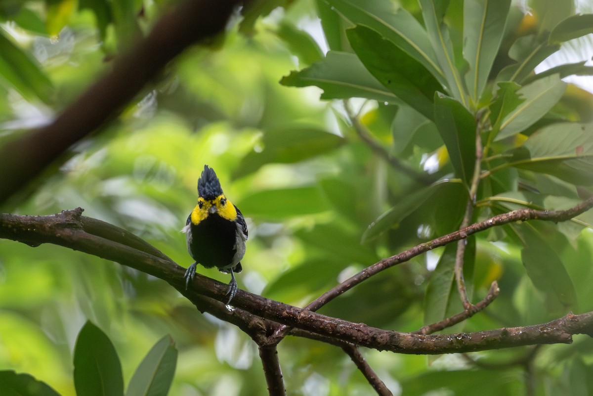 Mésange à dos tacheté - ML643922108