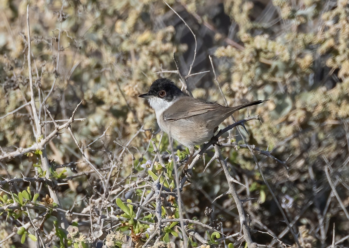 Sardinian Warbler - ML643922113