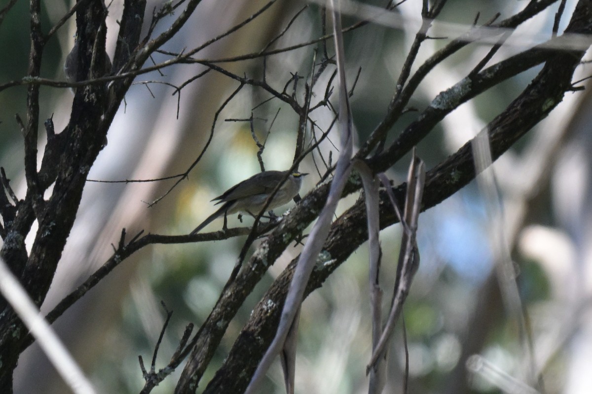 Yellow-faced Honeyeater - ML643922115