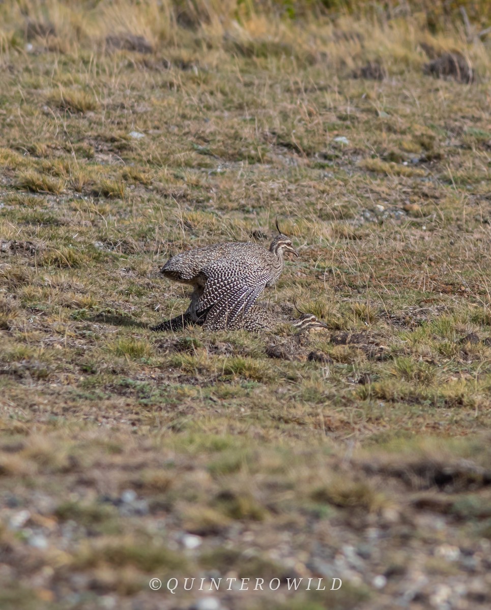 Elegant Crested-Tinamou - ML643922138