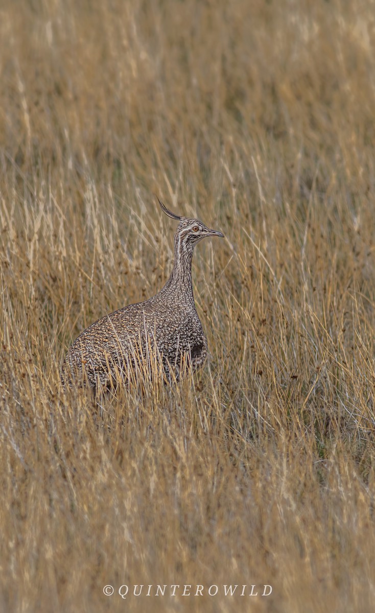 Elegant Crested-Tinamou - ML643922139